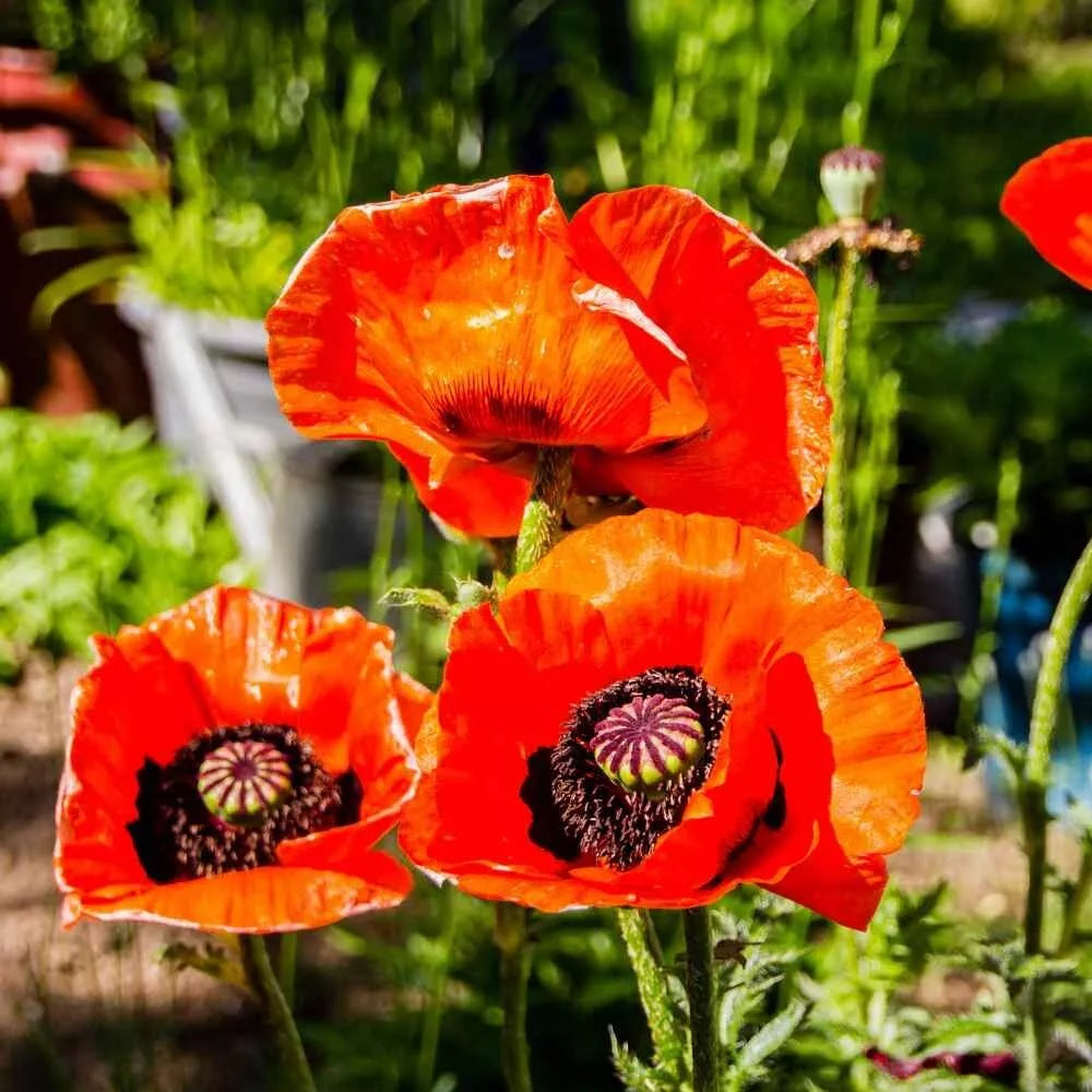 Poppy Seeds 500 Count - Prince of Orange Red Flowers - Oriental Perennial Poppies - Non-GMO Papaver orientale