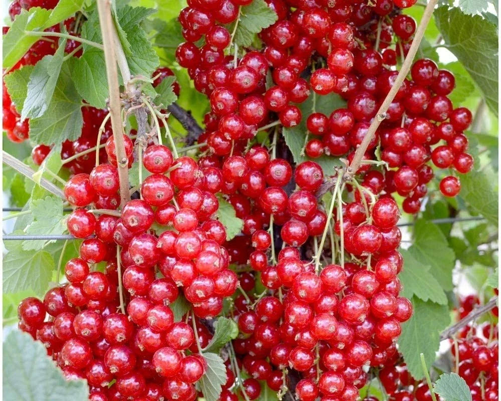 Jonkheer Van Tets Red Currant Rooted Starter Plant, Edible Fruit Shrub, Zones 3-7, Self-Pollinating, Ribes rubrum