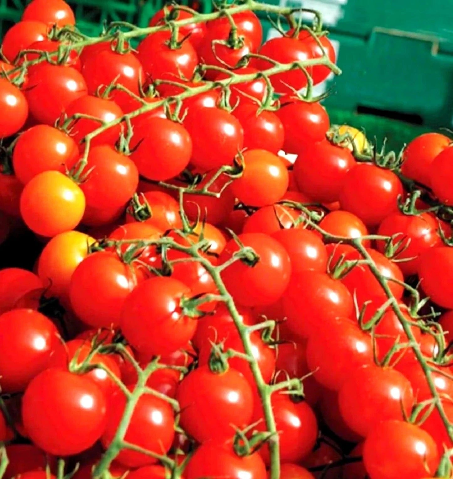 Cherry Tomato Seeds - 100+ Super Sweet Heirloom Non-GMO Organic | Solanum lycopersicum