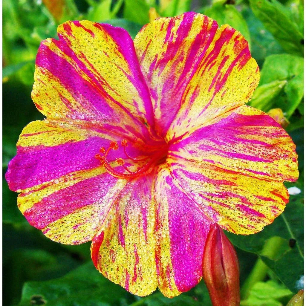 Four O'Clock Seeds - Mirabilis jalapa - Color Changing Flowers - Garden Planting 2025
