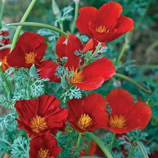 California Poppy Seeds Red Chief Non-GMO 1000 Seeds Eschscholzia californica