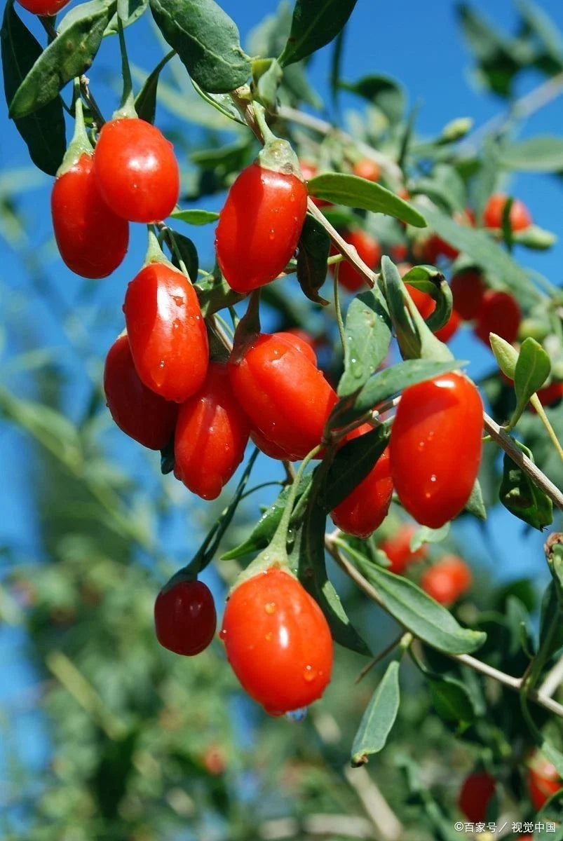 Goji Berry Live Starter Plant, Organic Edible Fruit, Lycium barbarum, Well-Rooted Shrub for Garden or Pots