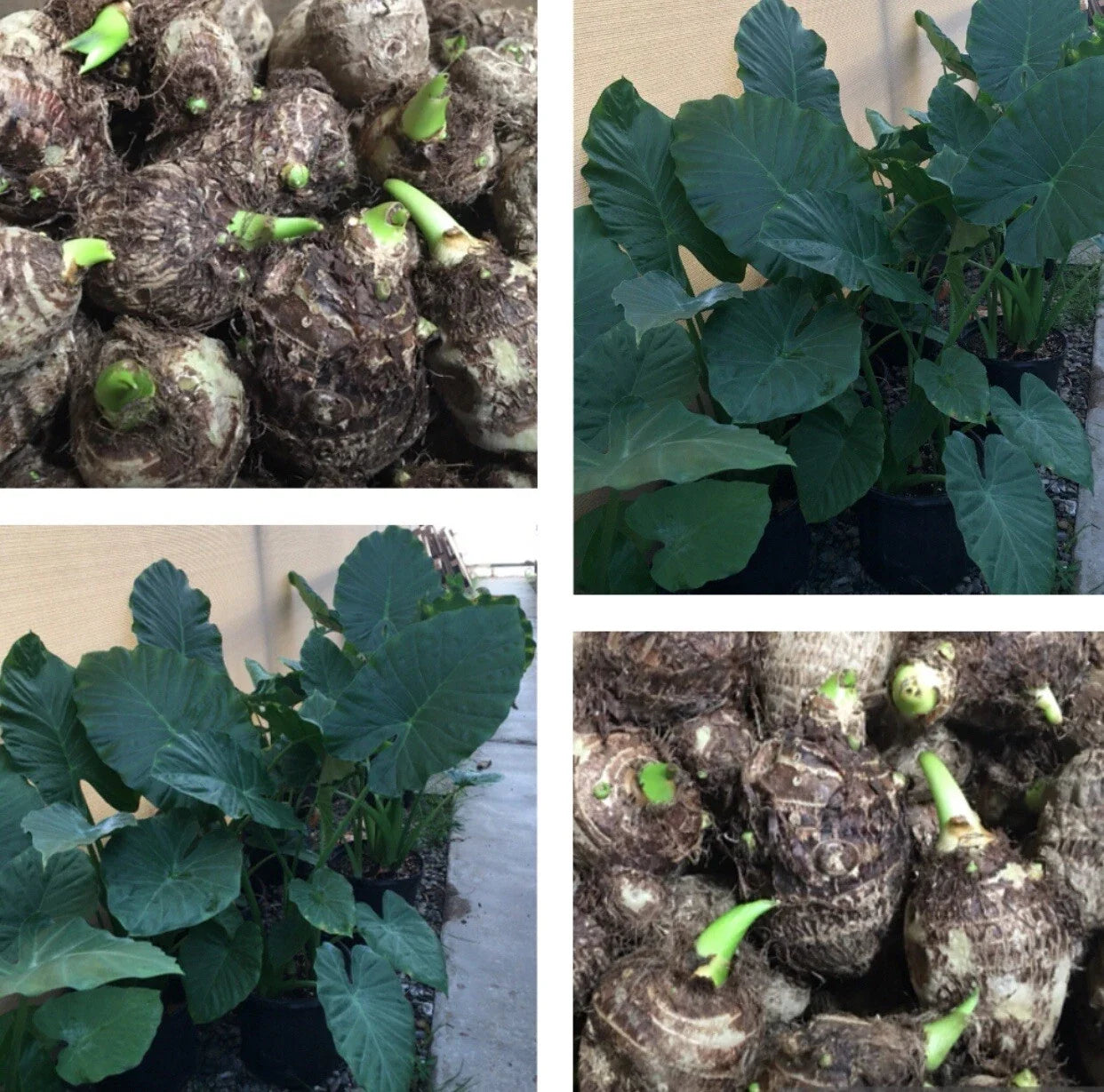 12 Live Colocasia Esculenta Elephant Ear Taro Bulbs – Ready to Grow, Tropical Foliage, Water Garden, Shaded Areas