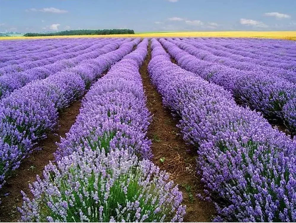 Lavender Seeds 1000+ Heirloom Lavandula angustifolia Fragrant Aromatic Herb Garden Plant