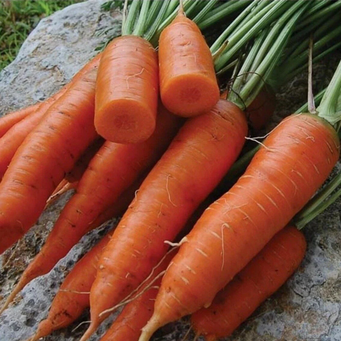 Chantenay Red Core Carrot Seeds - Heirloom, Non-GMO, Vitamin A Rich Garden Seeds