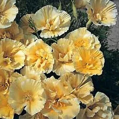 California Poppy Seeds – Buttermilk Double Pale Yellow – Eschscholzia californica – 25 Seeds for Planting