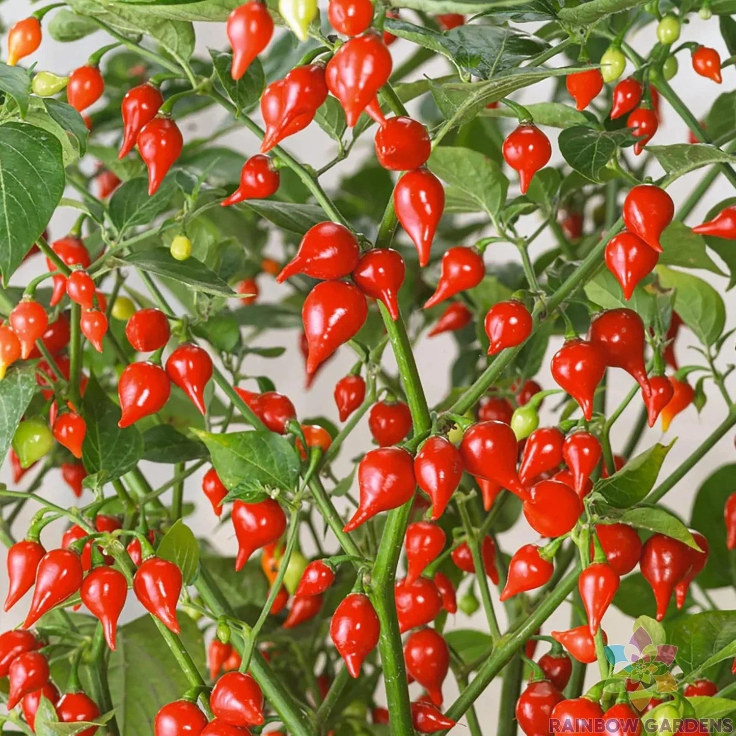 Pimenta Biquinho Sweet Pepper Seeds – Heirloom, Non-GMO, 25+ Capsicum chinense for Home Garden & Container Planting