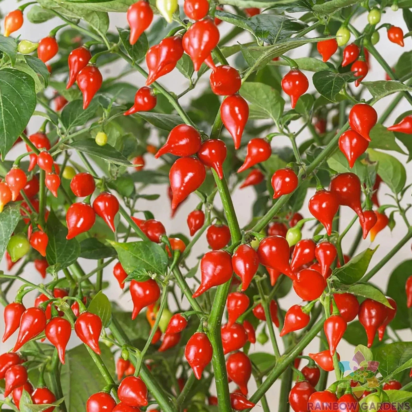 Pimenta Biquinho Sweet Pepper Seeds – Heirloom, Non-GMO, 25+ Capsicum chinense for Home Garden & Container Planting