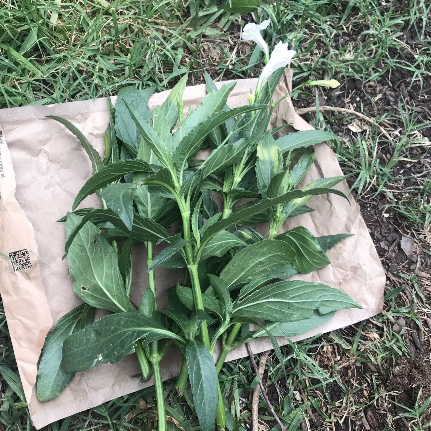 White Mexican Petunia Cuttings - 4 Live 6" to 8" Ruellia Tuberosa Unrooted Plants