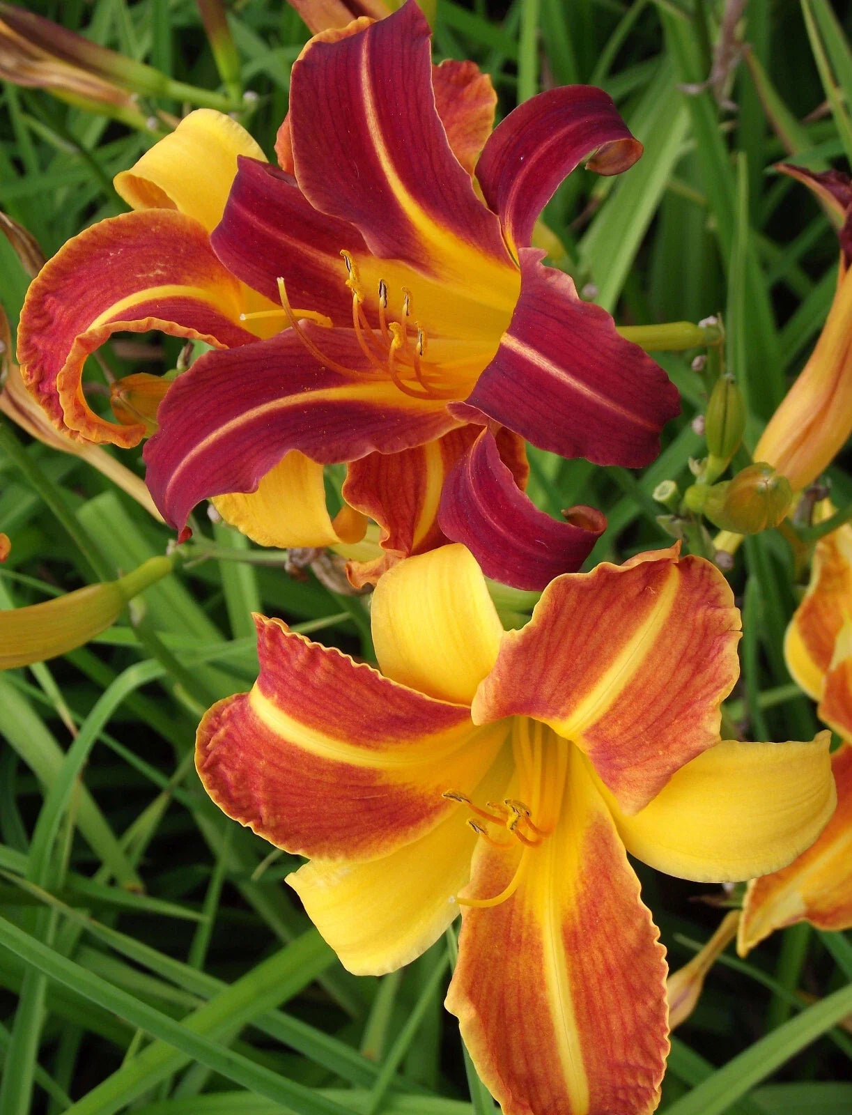 Daylily Bare Root Plants - Sammy Russell Variety, Hemerocallis, Vibrant Orange & Yellow Blooms, Clump-Forming Perennial, 25 Pack