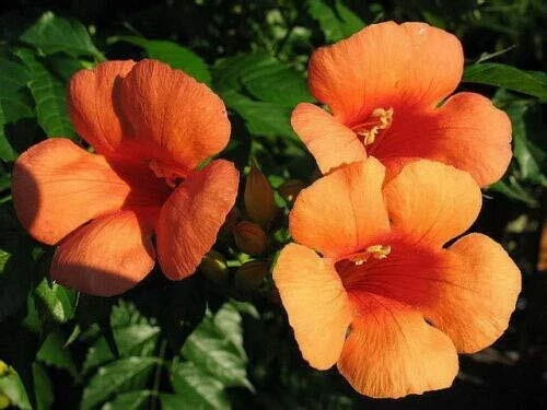 Hummingbird Trumpet Creeper Vine Seeds - Campsis Radicans - 25 Seeds for Gardens & Landscapes
