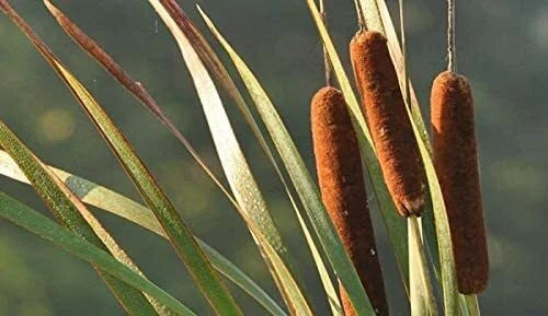 Cattail Seeds for Planting, 50 Count, Aquatic Wetland Plant, Typha latifolia, Water Garden, Pond, Marsh