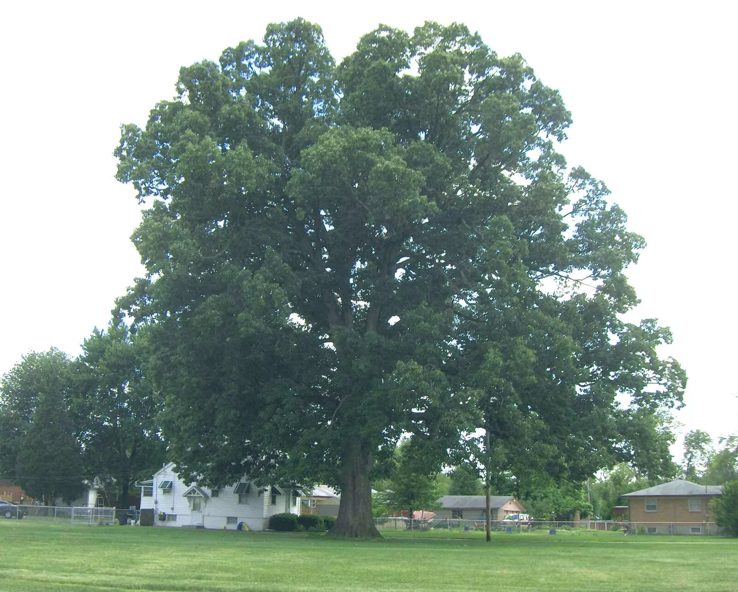 Swamp Chestnut Oak Tree Live Plant Set of 2 | Quercus michauxii Bare Root 12-24" | Deciduous Shade Tree for Landscape