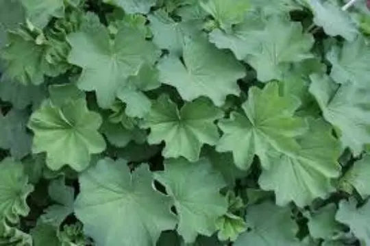 Lady's Mantle Seeds - 50 Organic Alchemilla vulgaris Seeds for Medicinal Herb Gardening
