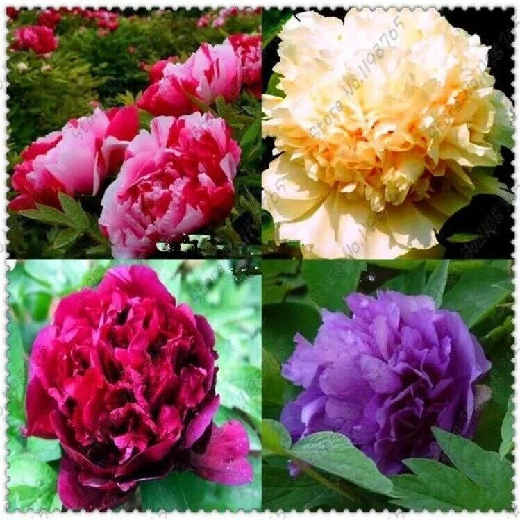 Peony Seeds - 10 Pack Mixed Color Flower Garden Plants - Paeonia spp. Exotic Bloom Seeds for Outdoor Garden