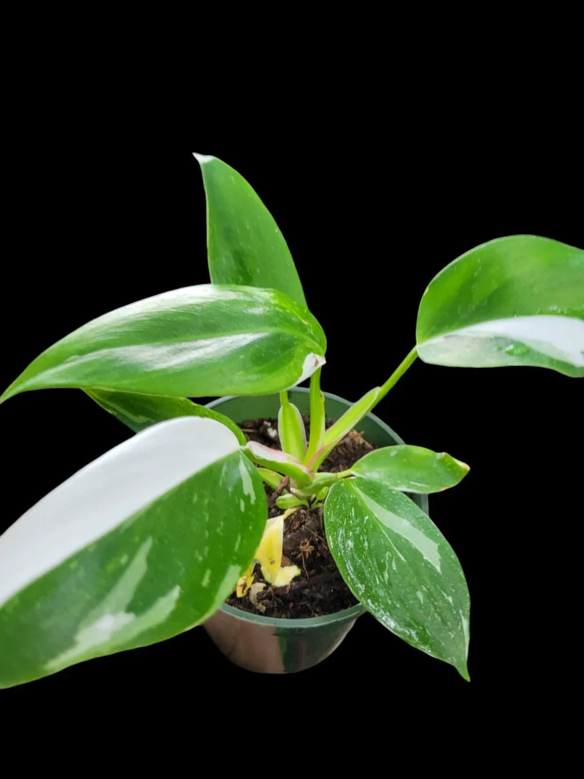 Philodendron White Princess Plant - Variegated 2.5" Pot - Rare Indoor Houseplant