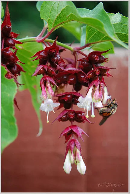 Himalayan Honeysuckle Bush Seeds - 200 Count, Hardy Perennial, Symphoricarpos albus, Attracts Pollinators, Garden Plant