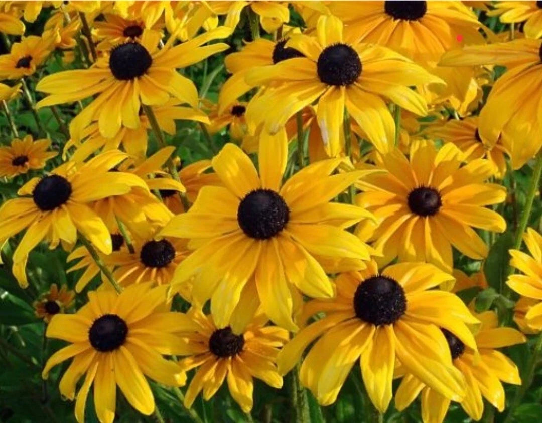Black Eyed Susan Flower Seeds - Organic Rudbeckia hirta Heirloom Seeds for Gardens & Pollinators, 100++ Seeds