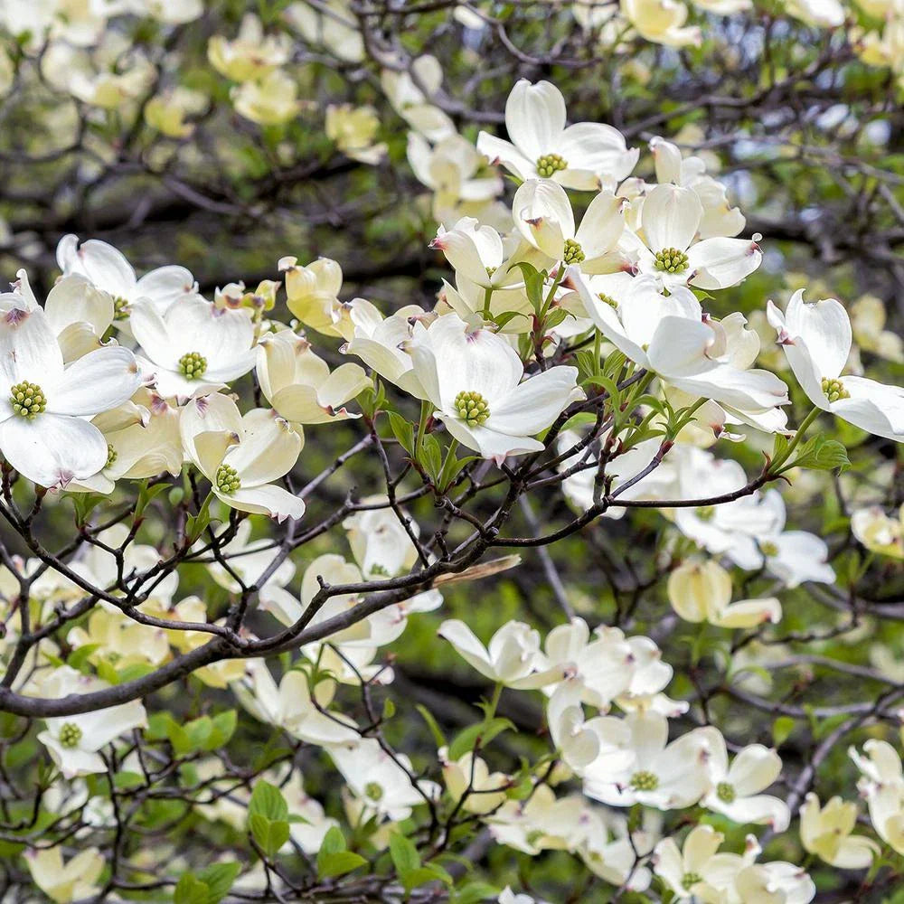 American White Dogwood Tree Cuttings - 12 Thin Scions for Grafting & Rooting