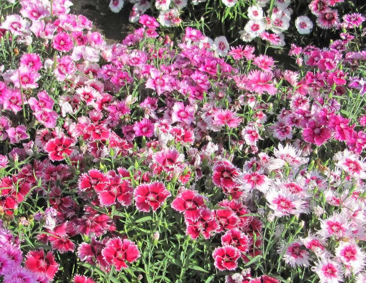 Sweet William Seeds - Large Flowered Mix - Fragrant Dianthus barbatus - Non-GMO, 500 Seeds