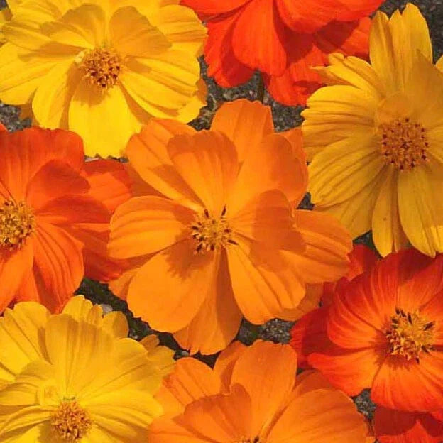 Cosmos Seeds - 200+ Sulphur Bright Lights - Flower Garden Seeds - Cosmos sulphureus - Annual, Bright Yellow Blooms, Butterfly Attracting