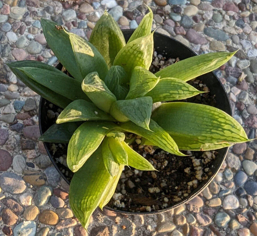 Haworthia Turgida Var. Longibracteata - 4" Potted Succulent with Transparent Tips