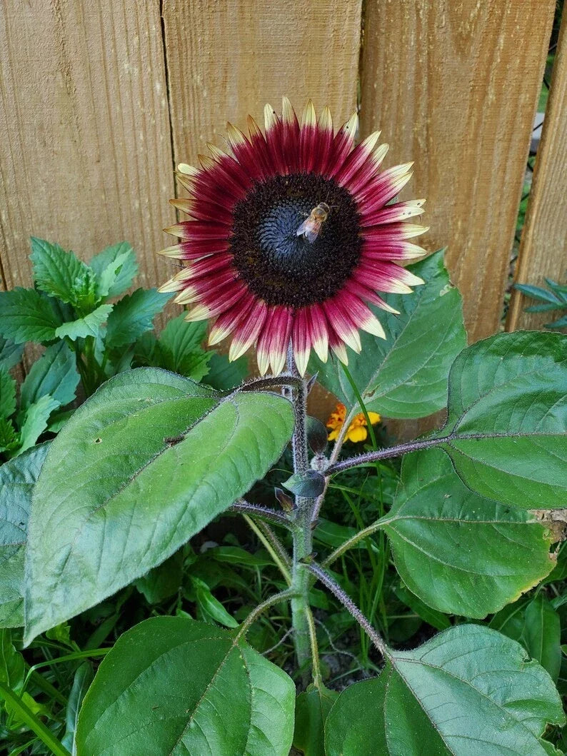 Organic Dwarf Sunflower Seeds - Ms. Mars Pink - Pack of 10 - Helianthus annuus - Compact, Full Sun, Non-GMO, USA Grown