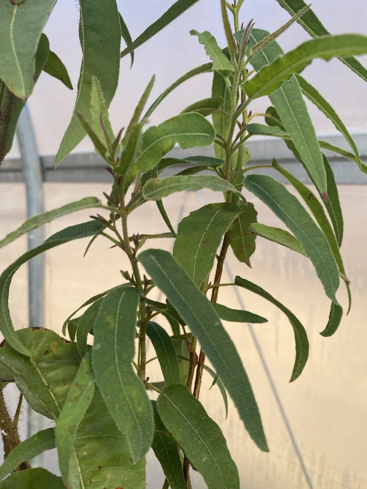 Lemon Scented Gum Eucalyptus Live Plant in 6" Pot, Corymbia citriodora, Aromatic Evergreen Tree with Citrus Fragrance