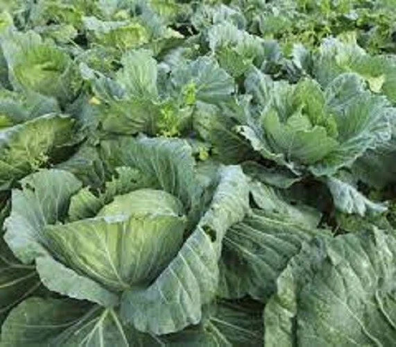 Organic Heirloom Collard Greens Seeds - Morris Heading Variety, Non-GMO, High Germination, Brassica oleracea