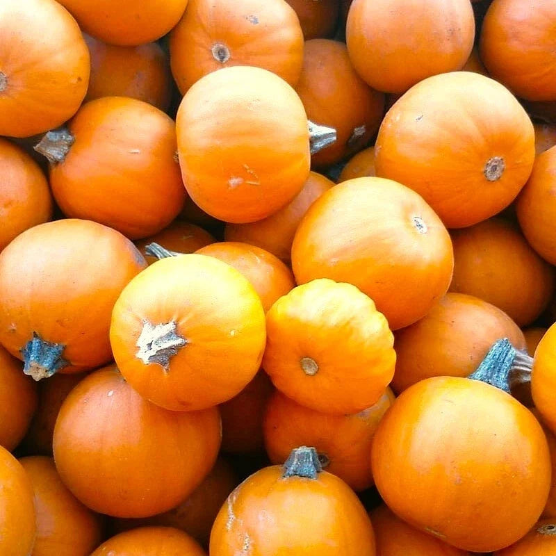 Mini Orange Pumpkin Seeds | Bush Cucurbita pepo | Small Round Untreated Garden Seeds