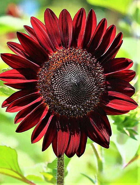 Chocolate Cherry Sunflower Seeds - 40+ Premium Helianthus annuus for Garden, Cut Flowers & Pollinator Attraction