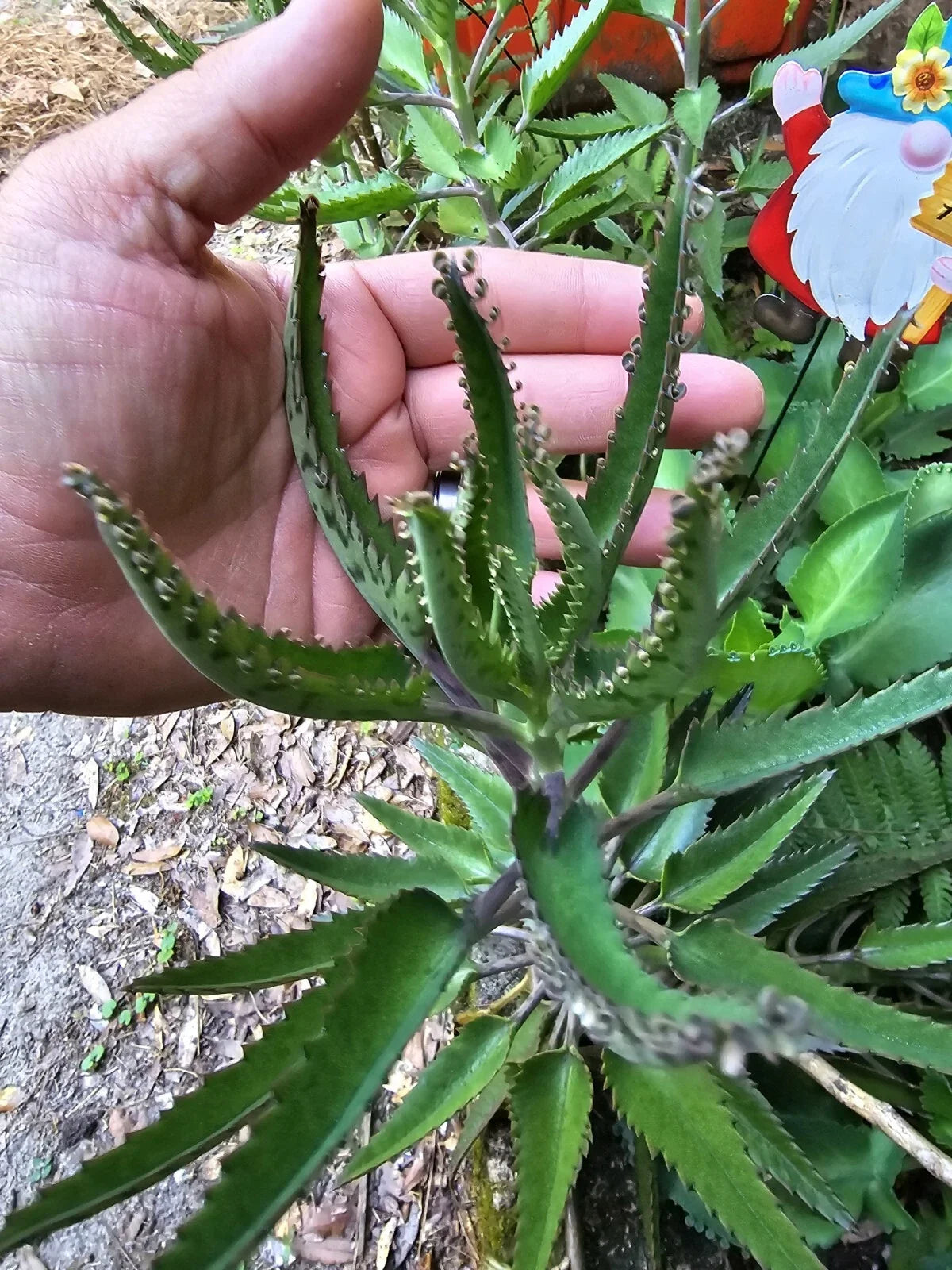 Mothers of Thousands Succulent Trio - Green Alligator Plant Kalanchoe daigremontiana Starter Plants, Indoor Outdoor Garden