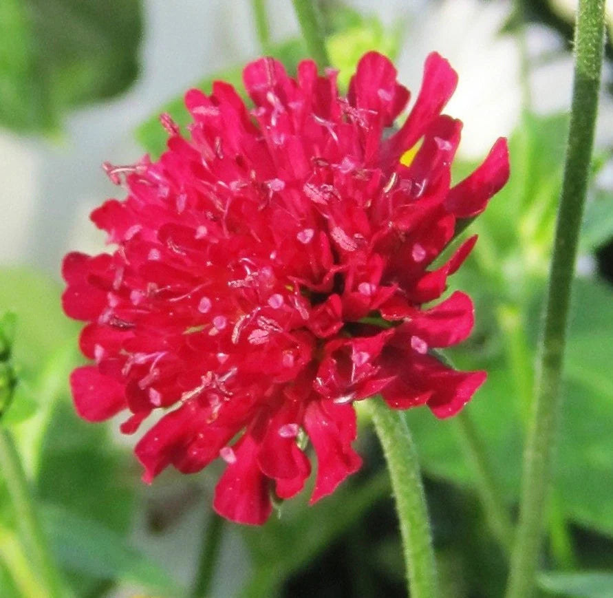 Red Knautia Seeds - 110 Pack, Easy to Grow, Knautia macedonica, Perennial Flower for Borders & Wildflower Gardens