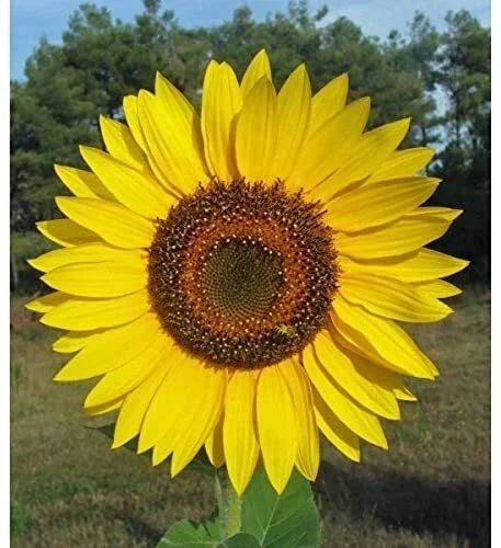 Yellow Giant Sunflower Seeds - 100 Count, Helianthus annuus, Large Yellow Blooms, Full Sun Annual Plant