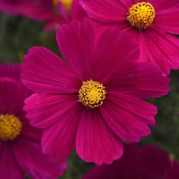 Cosmos Seeds - Sonata Carmine Flower Seeds for Garden Planting, Annual Cosmos bipinnatus, Vibrant Red Blooms, Free Shipping USA