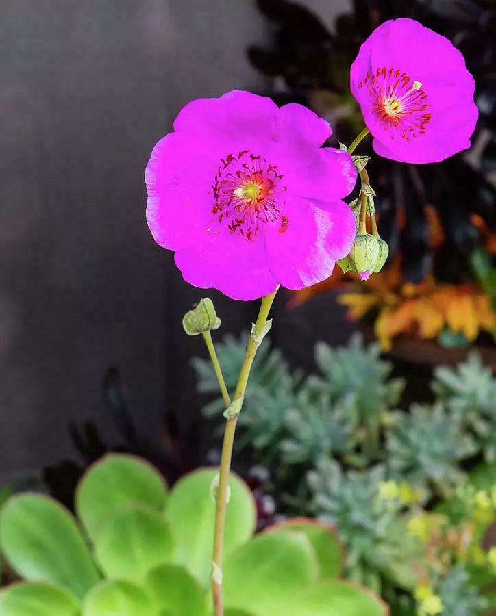 3 x Rock Purslane Cuttings - 5" Unrooted - Calandrinia spectabilis - Drought Tolerant Succulent