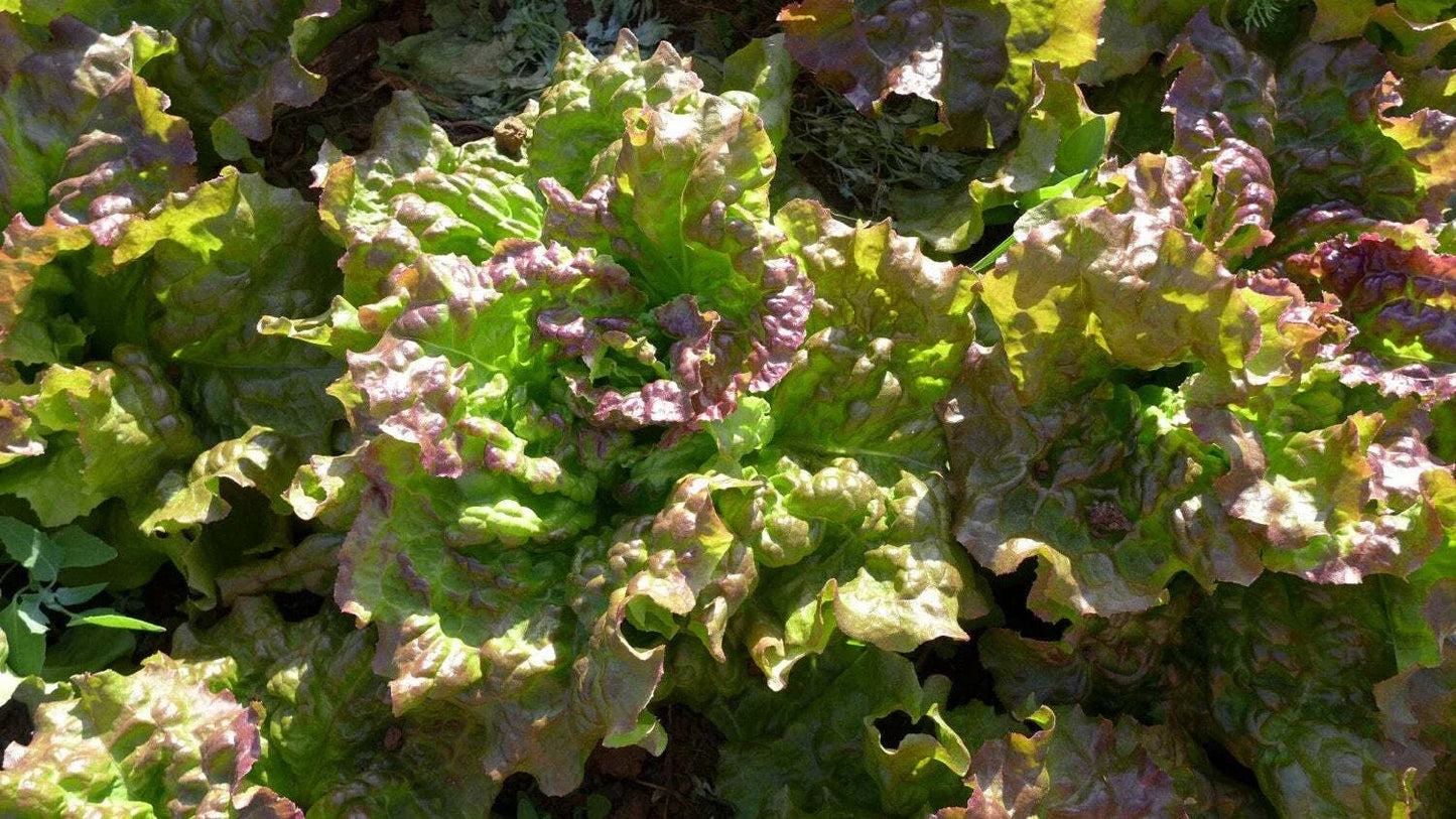 Prizehead Leaf Lettuce Seeds - NON-GMO Heirloom Lactuca sativa