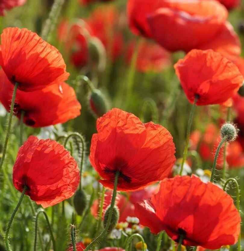 Red Corn Poppy Seeds - 2000+ Annual Flower Seeds for Garden, Papaver rhoeas, Wildflower, Border, Meadow Planting