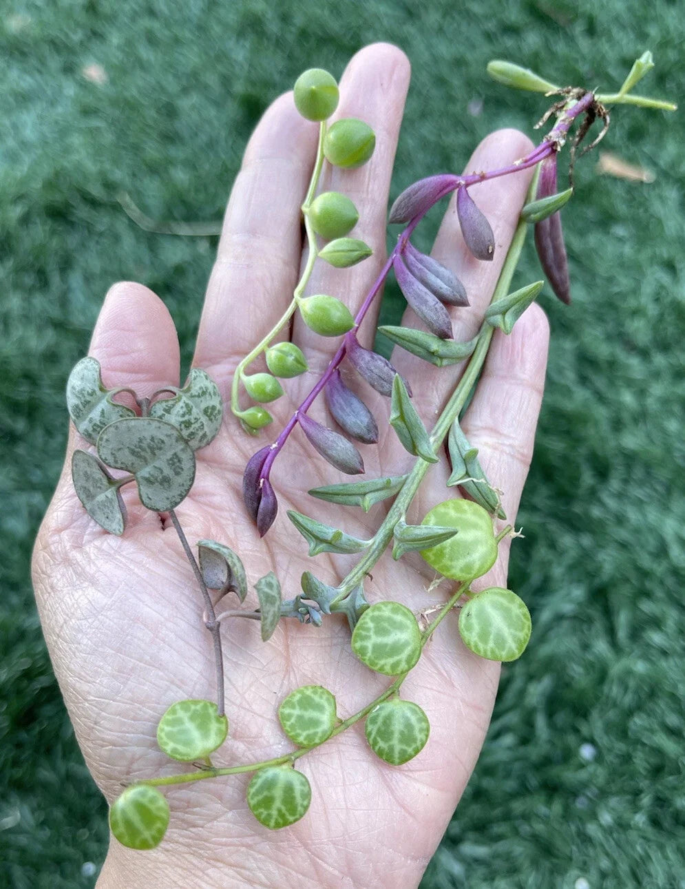 String of Hearts Cuttings, 3" Propagation Plants, Ceropegia woodii, Indoor Trailing Vines, Houseplant Cuttings