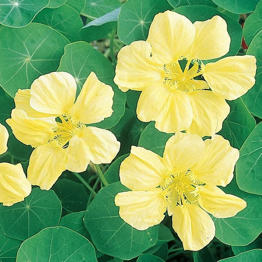 Moonlight Nasturtium Seeds | Creamy Yellow Flowers | Heirloom Non-GMO Tropaeolum majus | Spreading, Trailing Plant