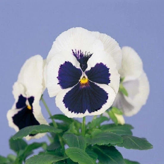 Pansy Seeds - 50 Pack - Blue and White Viola tricolor - Garden Flower Seeds for Borders, Containers & Pollinator Attraction
