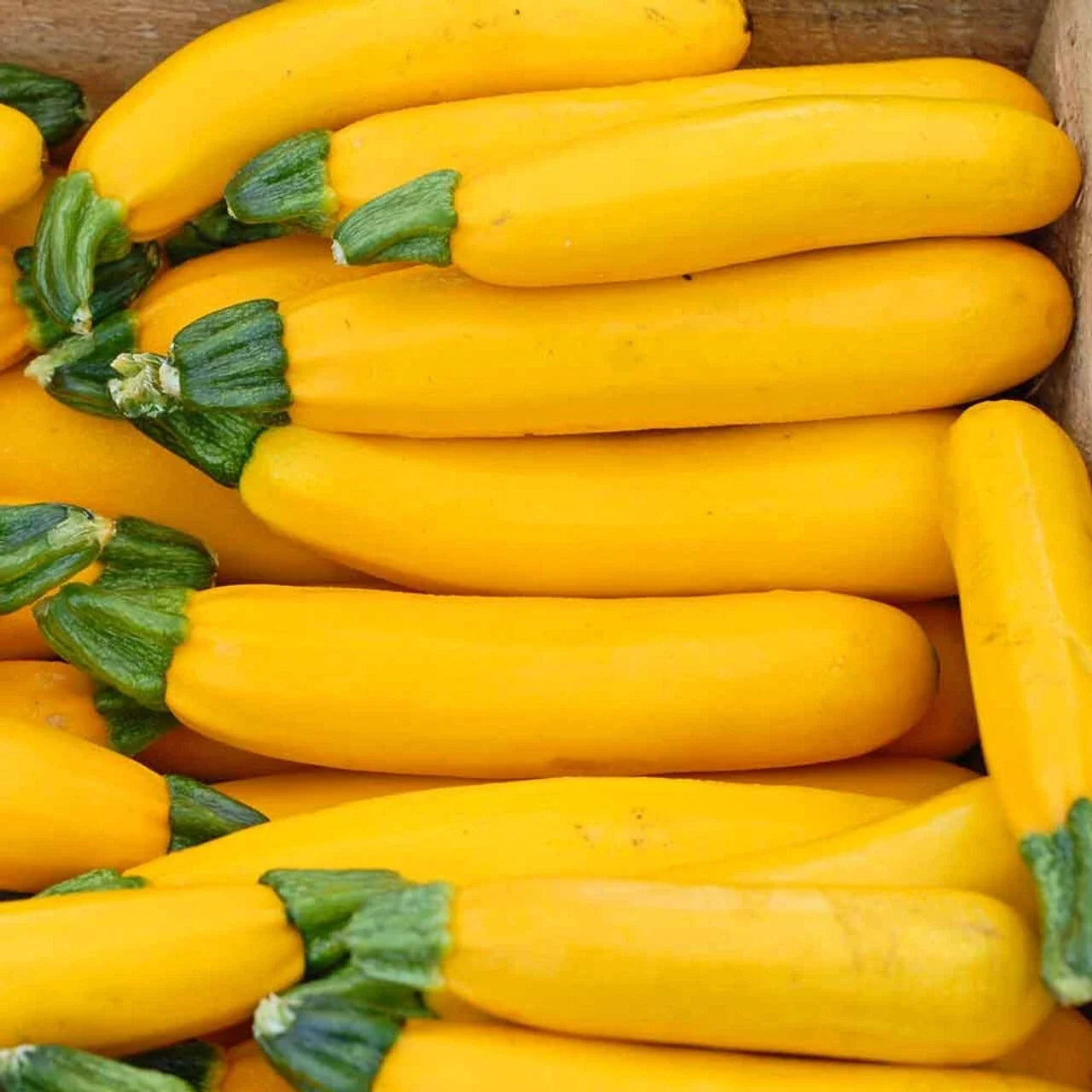 Golden Zucchini Seeds - Cucurbita pepo, Summer Squash, Bright Yellow, 20 Seeds