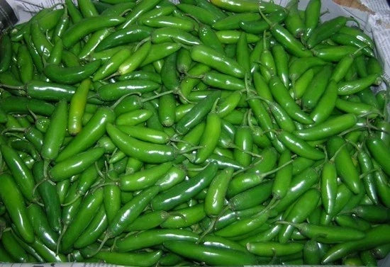 Serrano Pepper Plant - Everbearing Hot Variety - Capsicum annuum - Fresh Peppers for Salsas & Pico de Gallo