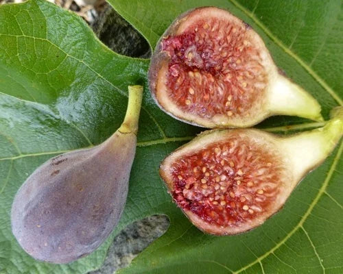 Celeste Fig Plant Rooted in 3" Pot | Ficus carica 'Celeste' | Edible Fruit & Compact Foliage