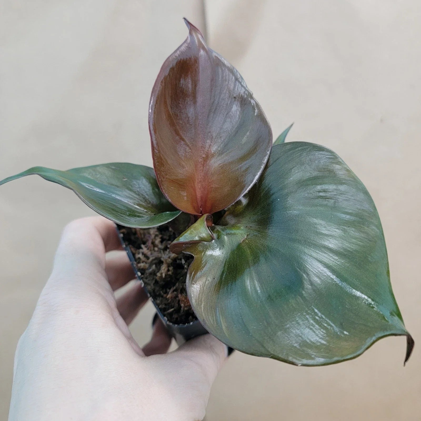 Hawaiian Gold Dragon Plant Cuttings 8-10" | Dracaena draco | Tropical Indoor Houseplant for Propagation