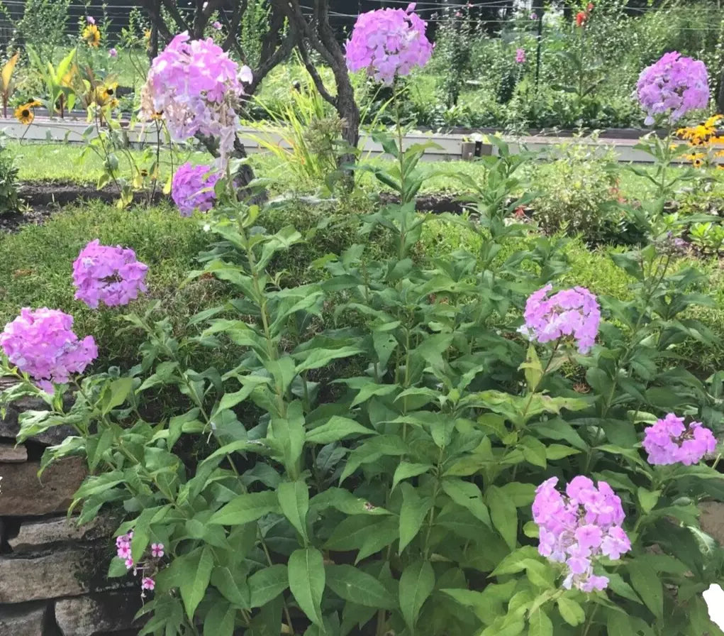 Tall Phlox Bare Root Plants – Pink Perennials for Butterfly Garden, Phlox Paniculata, Live Garden Flowers, Spring Shipping