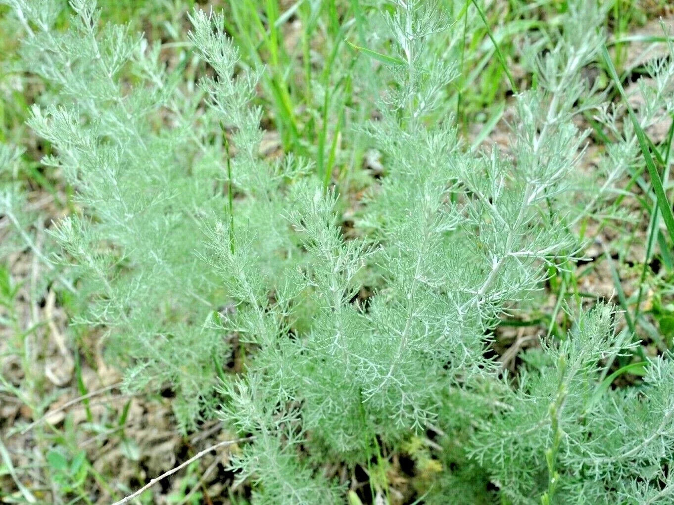 Wormwood Seeds, 2000+ Perennial Herb for Pest & Mosquito Repellent, Artemisia absinthium, Garden & Herbal Use