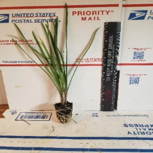 Live Society Garlic Plants 2 Pack - Tulbaghia violacea Perennial with Fragrant Leaves and Purple Flowers
