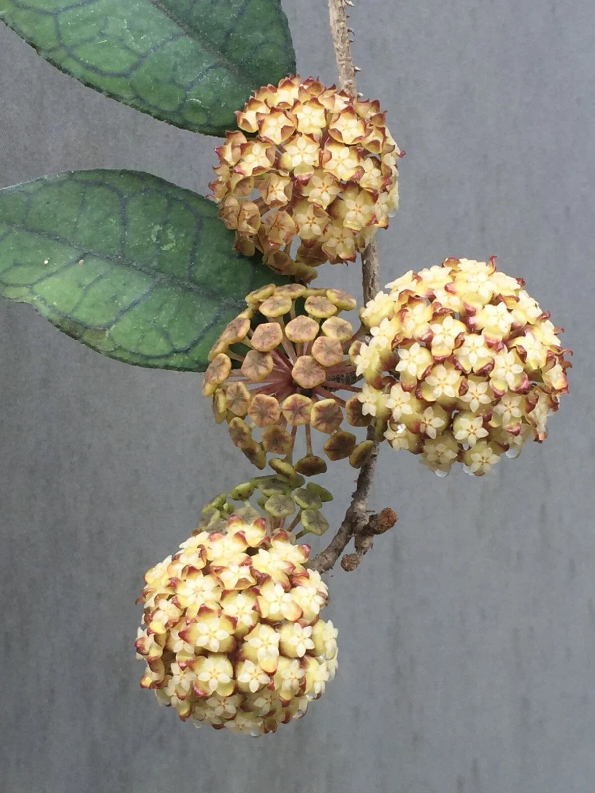 Hoya finlaysonii Rooted Houseplant 2.5" Pot, Vining Foliage Plant, Easy Care Indoor Plant