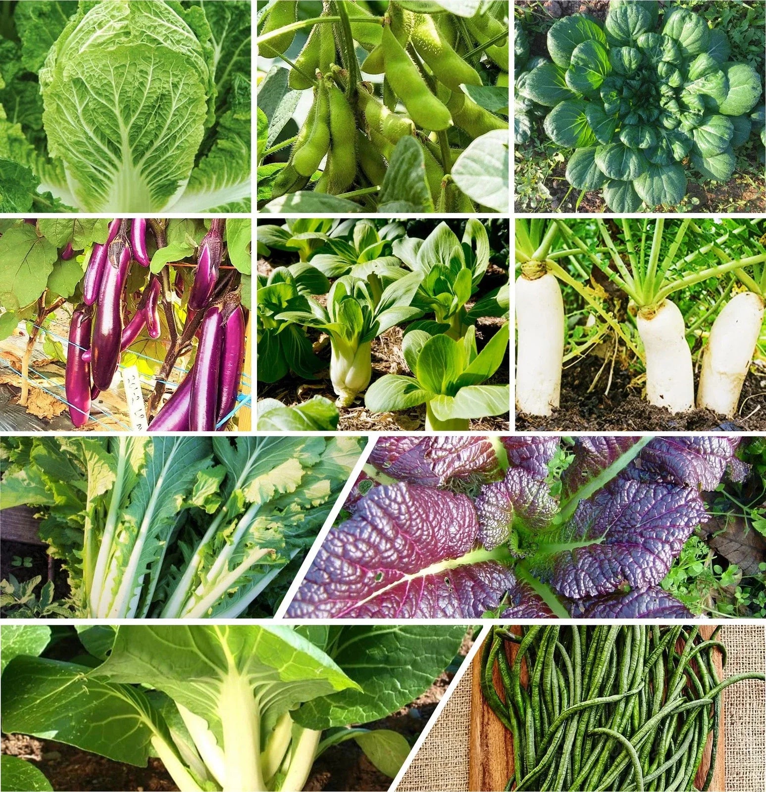 Asian Vegetable Seeds Mix - 10 Non-GMO Heirloom Seeds for Gardening, Organic, Full Sun, Various Vegetables